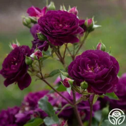 Ebb Tide™ -HEIRLOOM ROSES Sales Ebb Tide 1156