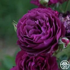 Ebb Tide™ -HEIRLOOM ROSES Sales Ebb Tide 13