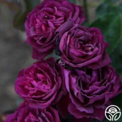 Ebb Tide™ -HEIRLOOM ROSES Sales Ebb Tide 132