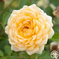 Edith's Darling™ 14 Edith's Darling™ -HEIRLOOM ROSES Sales Edith s Darling 12