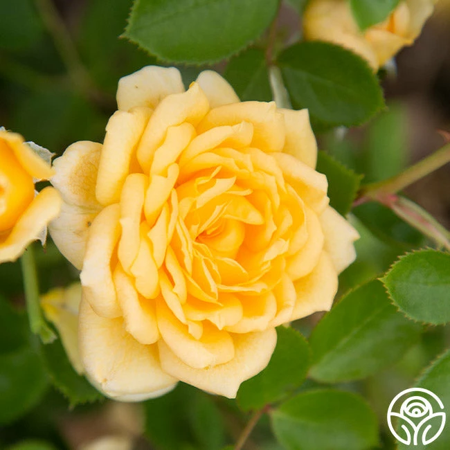 Edith's Darling™ 9 Edith's Darling™ - Image 7