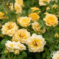 Edith's Darling™ 15 Edith's Darling™ -HEIRLOOM ROSES Sales Edith s Darling 15