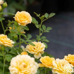 Edith's Darling™ 19 Edith's Darling™ -HEIRLOOM ROSES Sales Edith s Darling 17