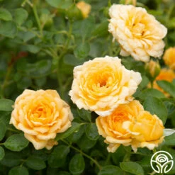 Edith's Darling™ 16 Edith's Darling™ -HEIRLOOM ROSES Sales Edith s Darling 19