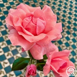 Eiffel Tower -HEIRLOOM ROSES Sales Eiffel Tower 11