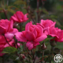 Electron® -HEIRLOOM ROSES Sales Electron 011