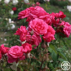 Electron® -HEIRLOOM ROSES Sales Electron 04
