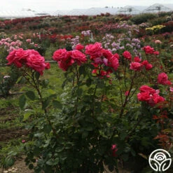 Electron® -HEIRLOOM ROSES Sales Electron 05