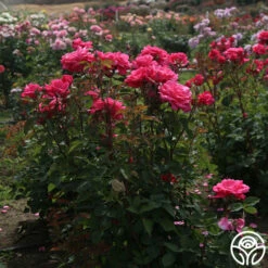 Electron® -HEIRLOOM ROSES Sales Electron 07