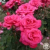 Electron® -HEIRLOOM ROSES Sales Electron 12
