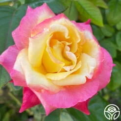 Enchanted Peace™ -HEIRLOOM ROSES Sales Enchanted Peace 013