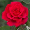 Firefighter® 2 Firefighter® -HEIRLOOM ROSES Sales Firefighter 012