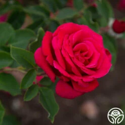 Firefighter® -HEIRLOOM ROSES Sales Firefighter 102
