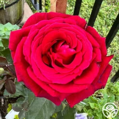 Firefighter® -HEIRLOOM ROSES Sales Firefighter 13