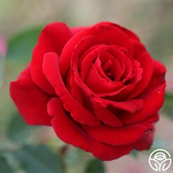 Firefighter® -HEIRLOOM ROSES Sales Firefighter 18