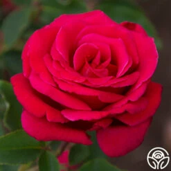 Firefighter® -HEIRLOOM ROSES Sales Firefighter 23
