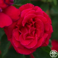 Firefighter® -HEIRLOOM ROSES Sales Firefighter 34