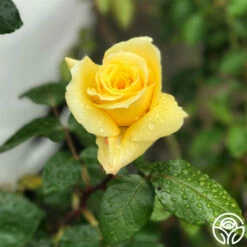 First Impression -HEIRLOOM ROSES Sales First Impression 20