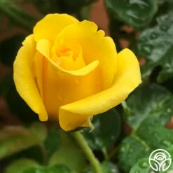 First Impression -HEIRLOOM ROSES Sales First Impression 22