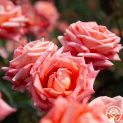 Folklore™ -HEIRLOOM ROSES Sales Folklore 112