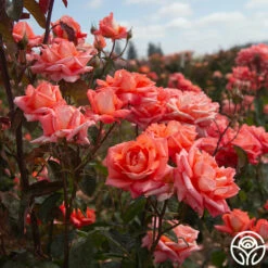 Folklore™ -HEIRLOOM ROSES Sales Folklore 116