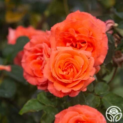 Folklore™ -HEIRLOOM ROSES Sales Folklore 12