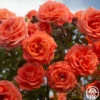 Folklore™ -HEIRLOOM ROSES Sales Folklore 13