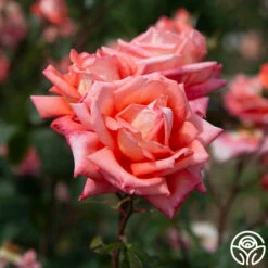 Folklore™ -HEIRLOOM ROSES Sales Folklore 1436