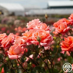 Folklore™ -HEIRLOOM ROSES Sales Folklore 1454