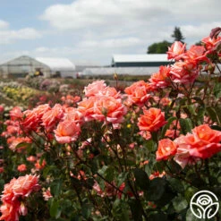 Folklore™ -HEIRLOOM ROSES Sales Folklore 1456