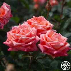 Folklore™ -HEIRLOOM ROSES Sales Folklore 1456345