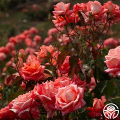 Folklore™ -HEIRLOOM ROSES Sales Folklore 148