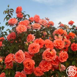Folklore™ -HEIRLOOM ROSES Sales Folklore 15