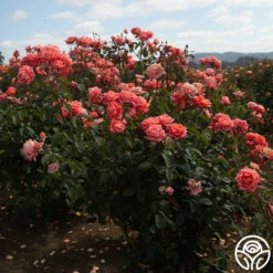Folklore™ -HEIRLOOM ROSES Sales Folklore 156