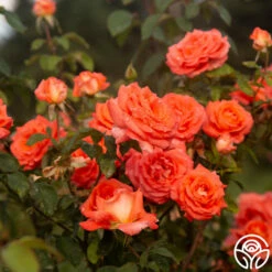 Folklore™ -HEIRLOOM ROSES Sales Folklore 16