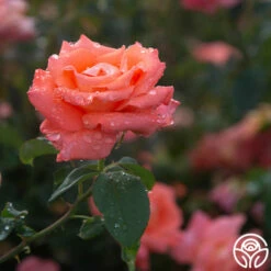 Folklore™ -HEIRLOOM ROSES Sales Folklore 17