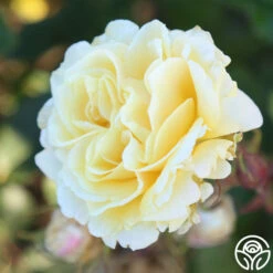 Forever Busy 10 Forever Busy -HEIRLOOM ROSES Sales Forever Busy 11