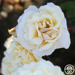 Forever Busy 11 Forever Busy -HEIRLOOM ROSES Sales Forever Busy 12