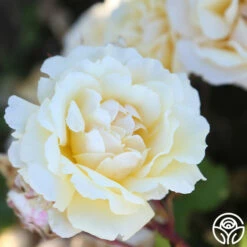 Forever Busy 9 Forever Busy -HEIRLOOM ROSES Sales Forever Busy 14