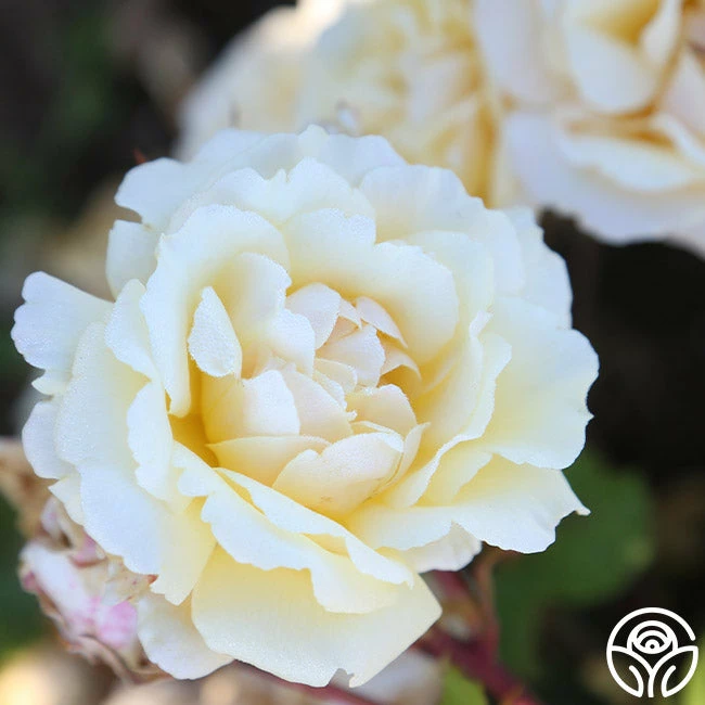 Forever Busy 5 Forever Busy - Image 3