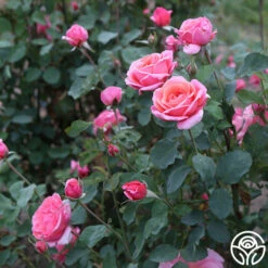 Fragrant Hour 15 Fragrant Hour -HEIRLOOM ROSES Sales Fragrant Hour 11