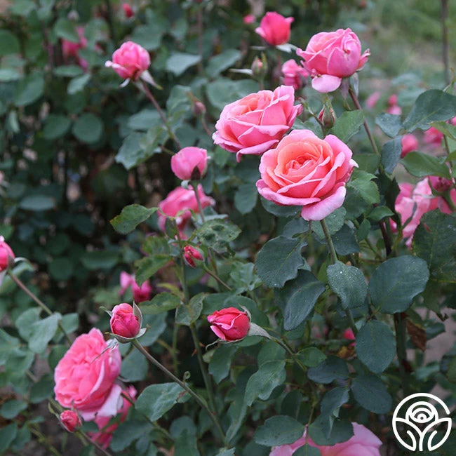 Fragrant Hour 8 Fragrant Hour - Image 6