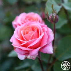 Fragrant Hour 14 Fragrant Hour -HEIRLOOM ROSES Sales Fragrant Hour 13