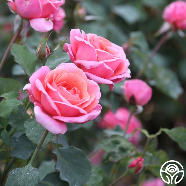 Fragrant Hour 10 Fragrant Hour - Image 8