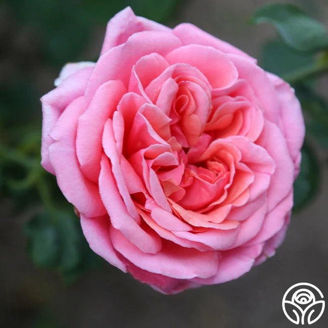 Fragrant Hour 5 Fragrant Hour - Image 3