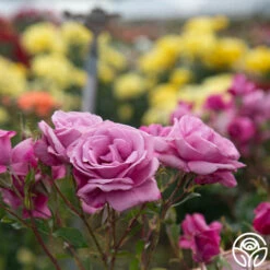 Fragrant Plum -HEIRLOOM ROSES Sales Fragrant Plum 06