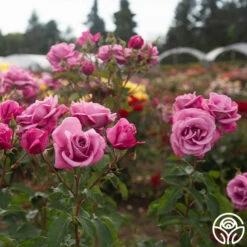 Fragrant Plum -HEIRLOOM ROSES Sales Fragrant Plum 90345