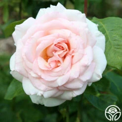 Francis Meilland® -HEIRLOOM ROSES Sales Francis Meiland 11