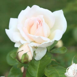 Francis Meilland® -HEIRLOOM ROSES Sales Francis Meiland 13