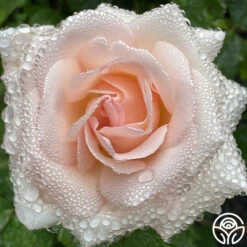 Francis Meilland® -HEIRLOOM ROSES Sales Francis Meilland 24